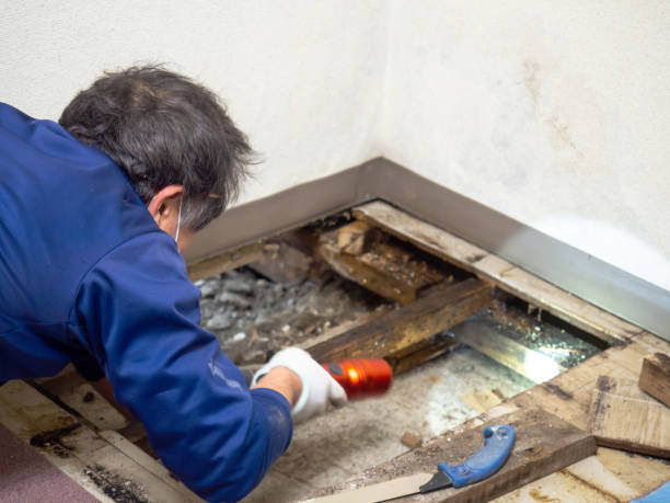Best Post-Remediation Services in Morongo Valley, CA