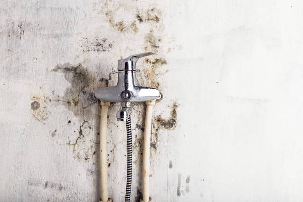 Best Kitchen Mold Remediation in Morongo Valley, CA