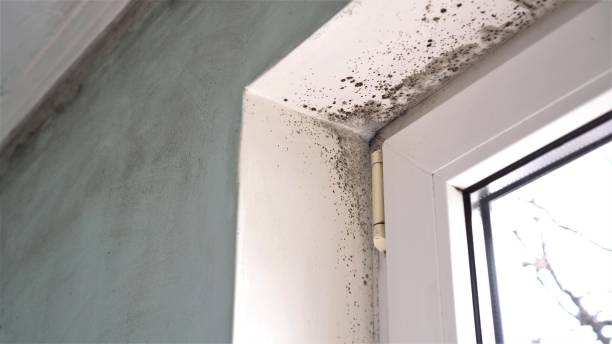Best Emergency Mold Remediation in Morongo Valley, CA
