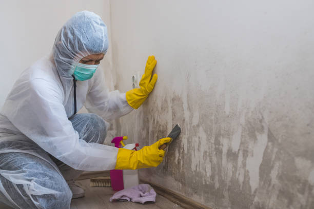 Best Mold Remediation for Specific Building Types in Morongo Valley, CA