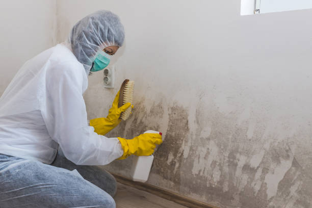 Best Bathroom Mold Remediation in Morongo Valley, CA