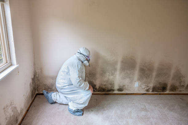 Best Basement Mold Remediation in Morongo Valley, CA