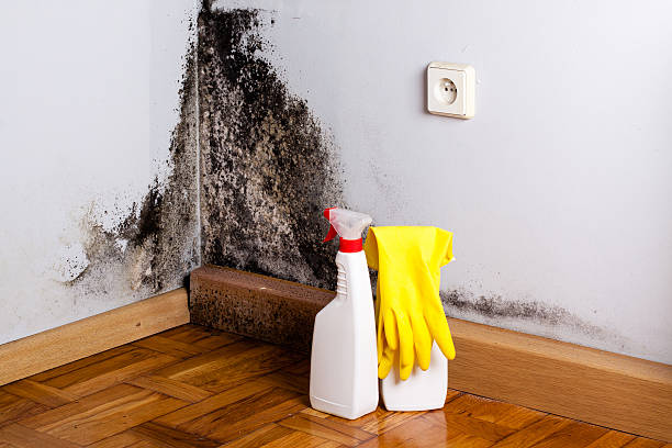 Best Residential Mold Remediation in Morongo Valley, CA