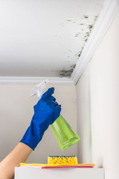 Best Attic Mold Remediation in Morongo Valley, CA