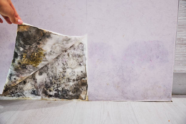 Best White Mold Remediation in Morongo Valley, CA